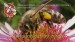 Včelaři-13